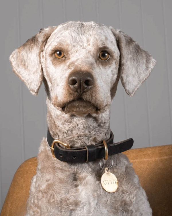 PAW16 hundhalsband i mörkbrunt läder på lockig grå hund i läderfåtölj, med mässingsbricka graverad "OTTO"