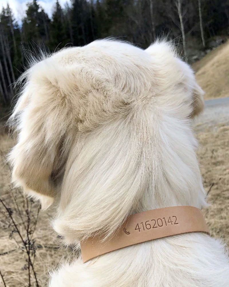 PAW20 hundhalsband i naturfärgat läder präglat med telefonnummer "41620142" buret av ljus långhårig hund i skogen