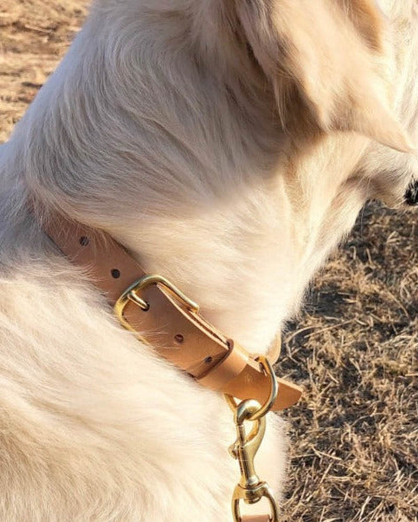 PAW16 hundhalsband i naturfärgat läder med mässingsspänne buret av ljus hund utomhus, med koppel i karbinhake